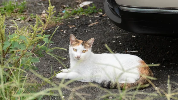 Kaplumbağa kabuğu sokak kedisi. — Stok fotoğraf