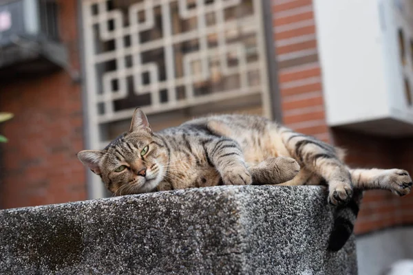 Gato tabby grasa extraviada — Foto de Stock