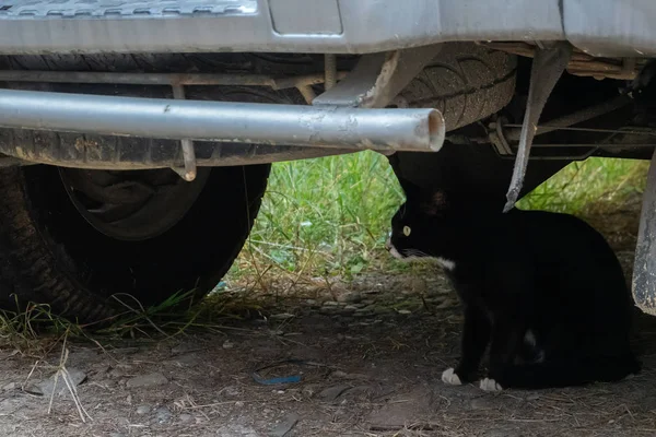 Gatto nero randagio sotto una macchina — Foto Stock