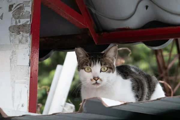 Бродячая кошка сидит на улице — стоковое фото