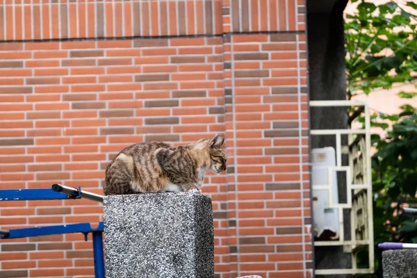 Streunende Katze sitzt an einer Straße — Stockfoto