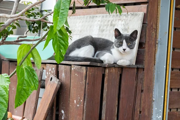 Смешная домашняя черно-белая кошка — стоковое фото