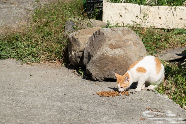 Gato vadio comer comida — Fotografia de Stock