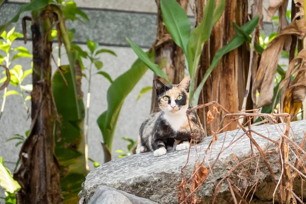 Tartoiseshell gato vadio — Fotografia de Stock