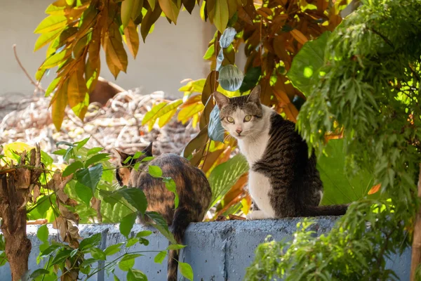 Dikkatle sokak kedisi bak — Stok fotoğraf
