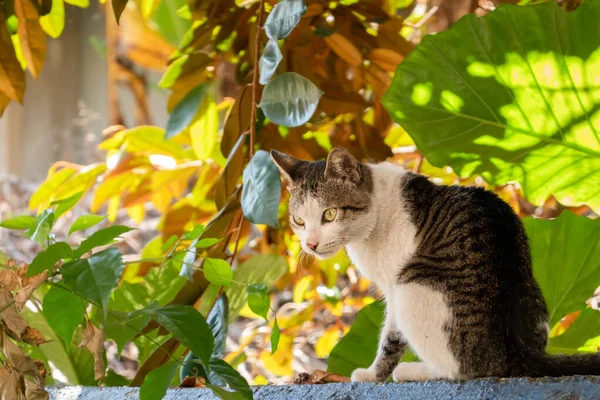 Dikkatle sokak kedisi bak — Stok fotoğraf