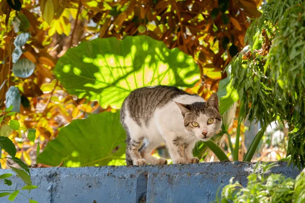 Осторожно бродячая кошка, посмотри на себя — стоковое фото