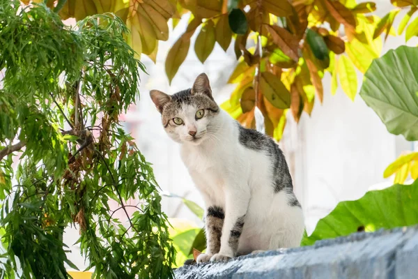 Dikkatle sokak kedisi bak — Stok fotoğraf