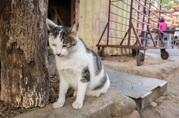 Бродячий кіт сидить на вулиці — стокове фото