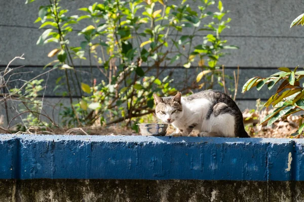 Sokak kedisi yemek yiyor. — Stok fotoğraf