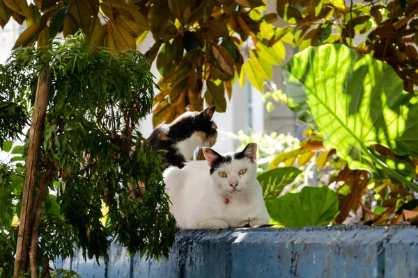 Άγρια επιθετική μαύρο και άσπρο γάτα — Φωτογραφία Αρχείου