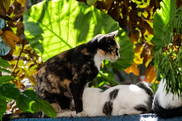 Wilde aggressive schwarze und weiße Katze — Stockfoto