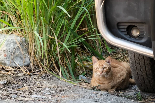 Gato vadio sentar em uma rua — Fotografia de Stock