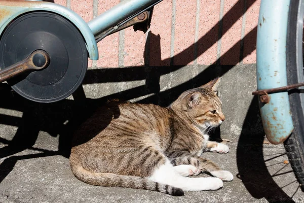 Sleepy tabby cat sleep under the sun — Stock Photo, Image