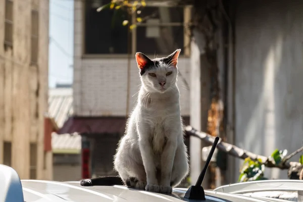 Chat sauvage agressif noir et blanc — Photo