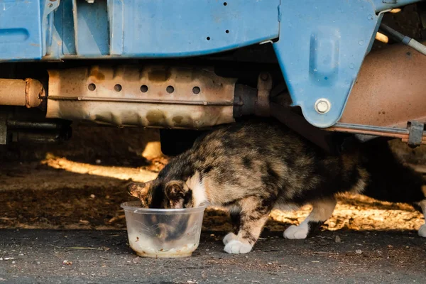 Gatto randagio mangiare cibo — Foto Stock