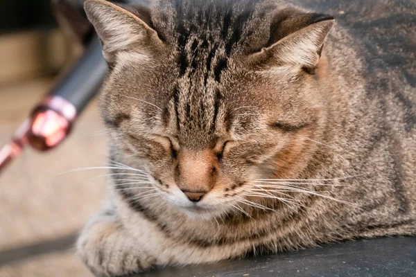 Gato callejero sentarse en una calle —  Fotos de Stock