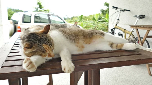 Cute sleeping cat — Stock Photo, Image