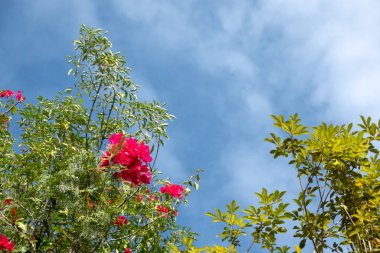 Kırmızı bougainvillea çiçek
