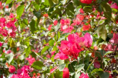 Kırmızı bougainvillea çiçek