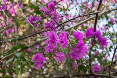 pembe Begonviller çiçekler