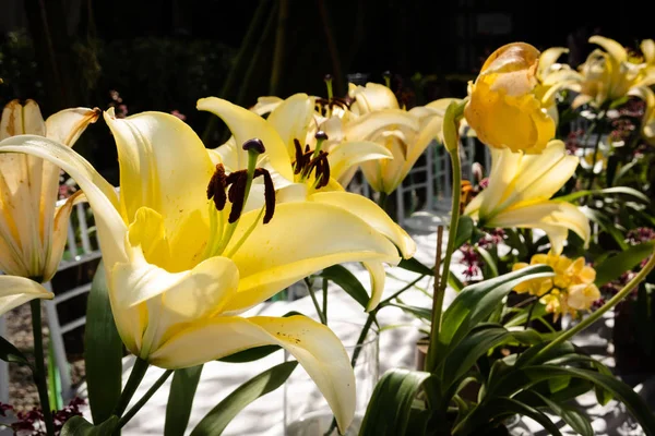 Kwiaty lilia żółta — Zdjęcie stockowe