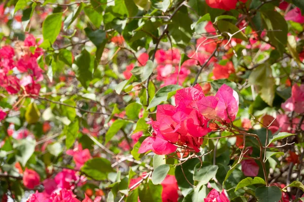 붉은 부겐빌레아 꽃 — 스톡 사진