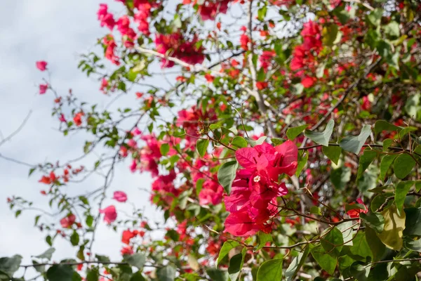 Flores vermelhas de buganvília — Fotografia de Stock