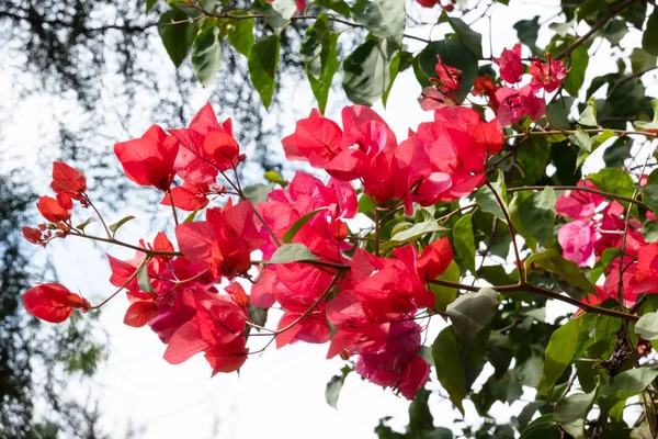 붉은 부겐빌레아 꽃 — 스톡 사진