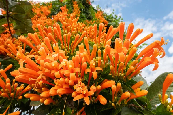 Naranja trompeta llameante flores de vid — Foto de Stock