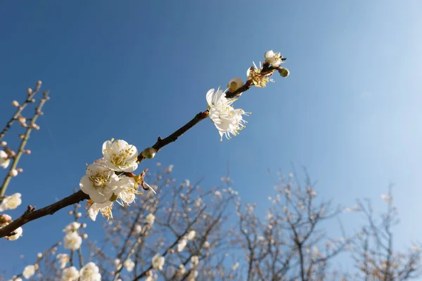 Landschaft aus weißen Pflaumenblüten — Stockfoto