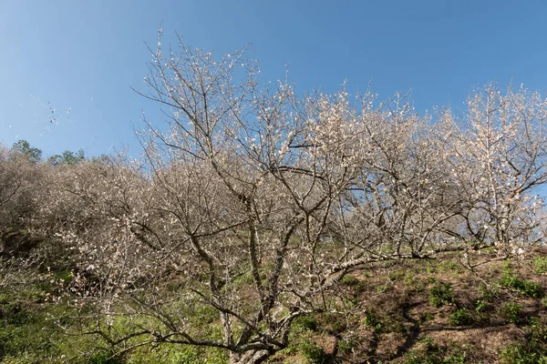 Landskab af hvid blomme blomstre - Stock-foto