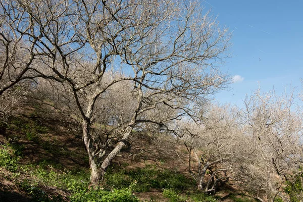 Beyaz erik çiçeğinin manzarası — Stok fotoğraf