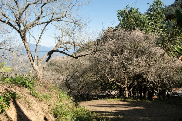 Paisagem de flor de ameixa branca — Fotografia de Stock