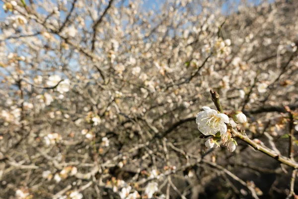 Landschaft aus weißen Pflaumenblüten — Stockfoto
