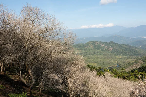 Landscape of white plum blossom — 스톡 사진