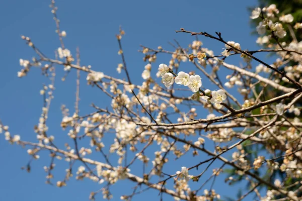 Landschaft aus weißen Pflaumenblüten — Stockfoto