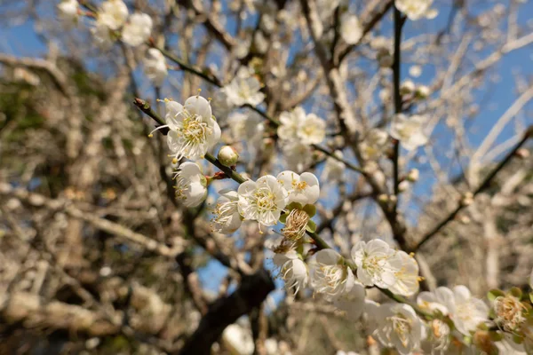 Paisagem de flor de ameixa branca — Fotografia de Stock