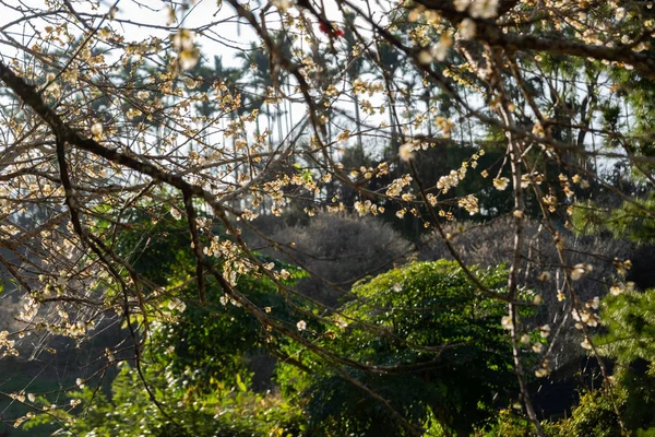 白い梅の花の風景 — ストック写真