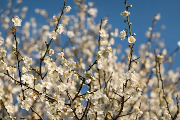 Landschap van witte pruim bloesem — Stockfoto