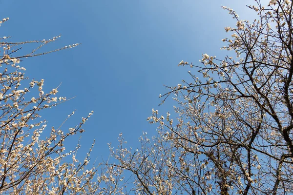 Landschaft aus weißen Pflaumenblüten — Stockfoto