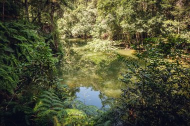 Göletli tropikal orman manzarası