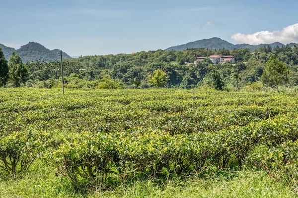 Scenario rurale di fattoria di tè a Yuchi — Foto Stock