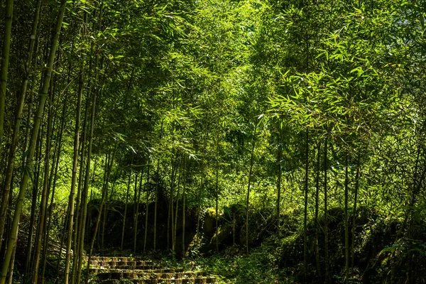 Trappen in het bos — Stockfoto