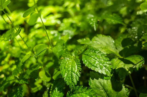 Green grass leaves with sunlight and shadow — Stock Photo, Image