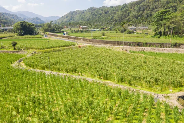 Granja de bambú de agua (zizania latifolia) — Foto de Stock