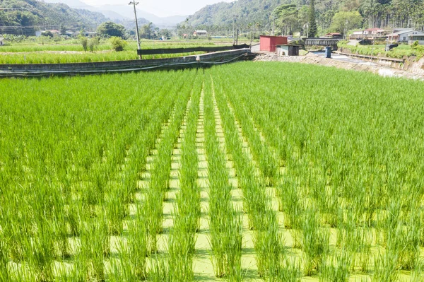 Vatten bambu (zizania latifolia) gård — Stockfoto