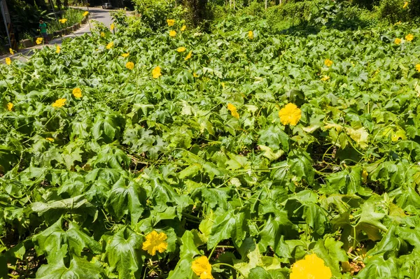 Gospodarstwo luffa z żółtymi kwiatami — Zdjęcie stockowe
