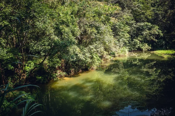 Paisaje de bosque tropical con un estanque —  Fotos de Stock