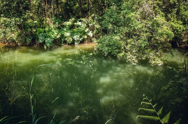 Landschap van tropisch bos met vijver — Stockfoto